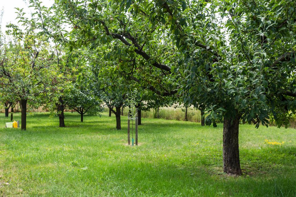 Figula Vendeghaz Ξενοδοχείο Balatonfüred Εξωτερικό φωτογραφία